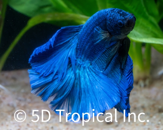 Picture of BETTA-DUMBO MALE       