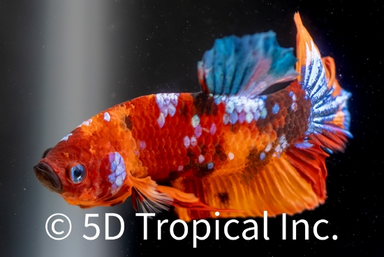 Picture of BETTA-CANDY KOI PLAKET MALE