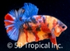 Picture of BETTA-CANDY KOI PLAKET MALE