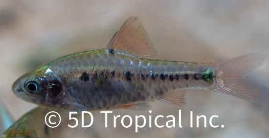 Picture of BARB-CHECKERBOARD (IMPORT)    